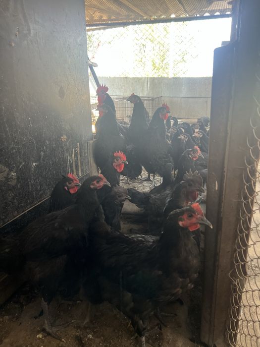 Продам курей цеплят и фазана