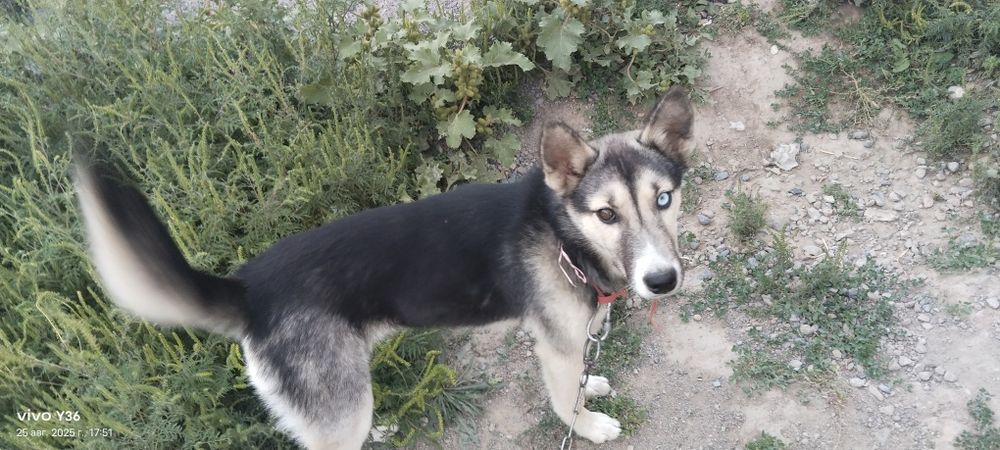 Лайка күшік сатылады