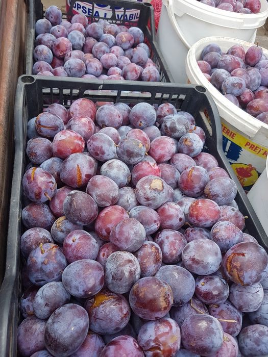 Prune de vanzare pentru preparare tuica palinca