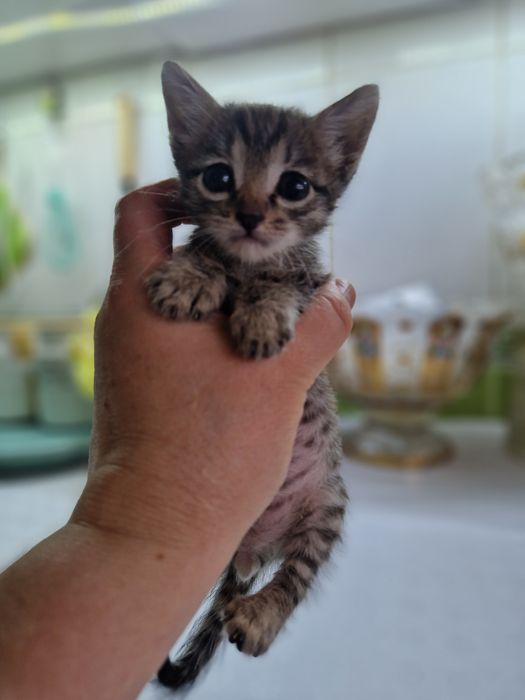 Котёнок  красивенький