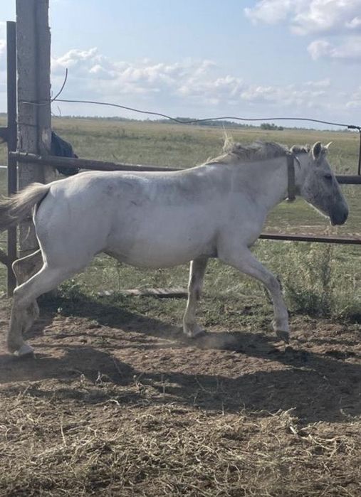 Құлынды биелер сатылады