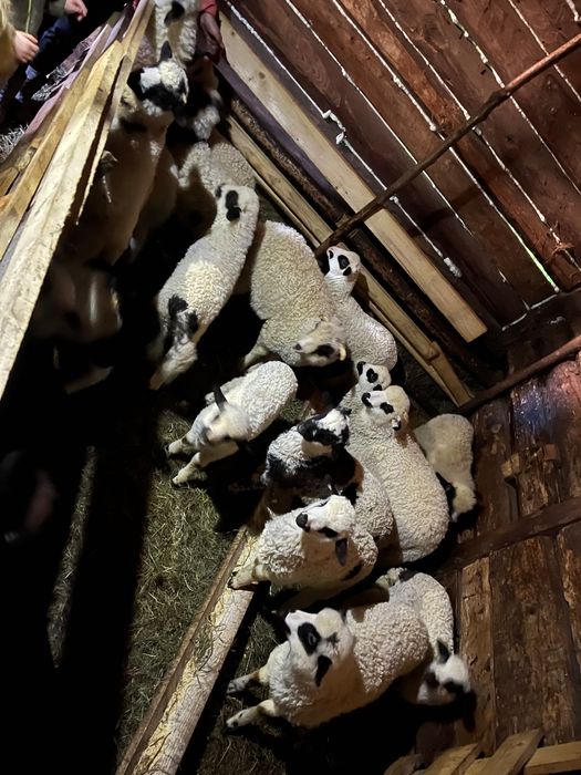 Vand oi ,detali in privat