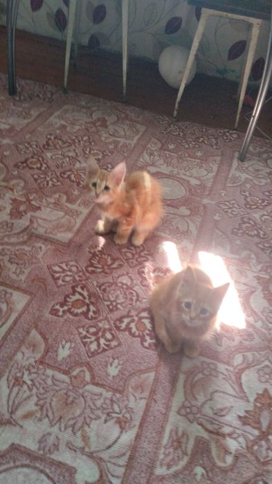 Продам котенка Мейн куна