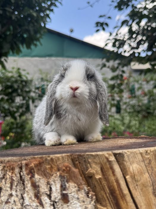 QUYON KARLIK . Кролик Карликовый