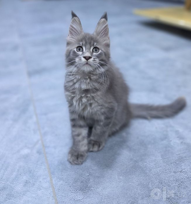 Продаются котята Мэйн кун