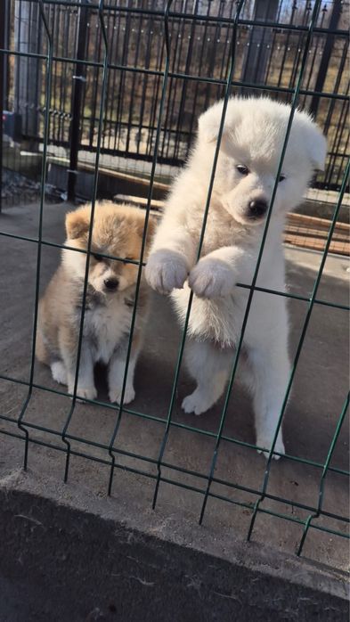 Pui akita inu japonez