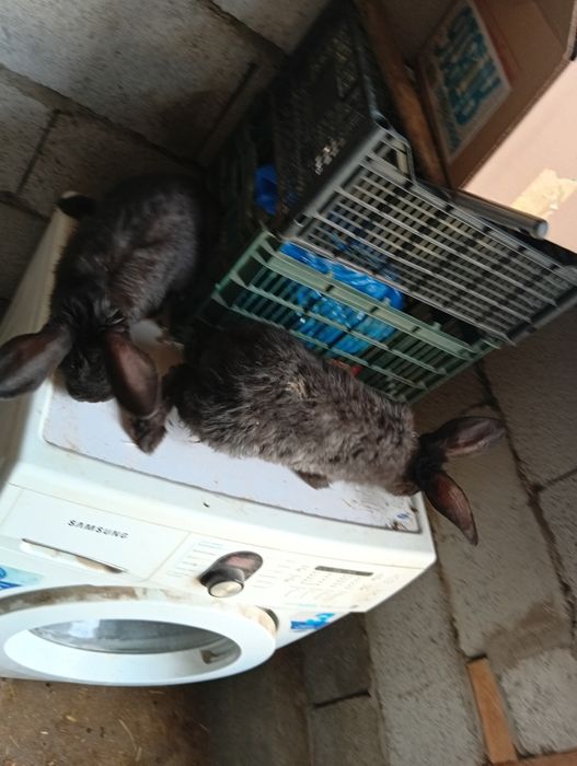 Продам кроликов двух