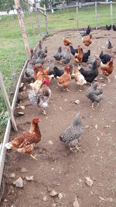 Vând găini ouătoare