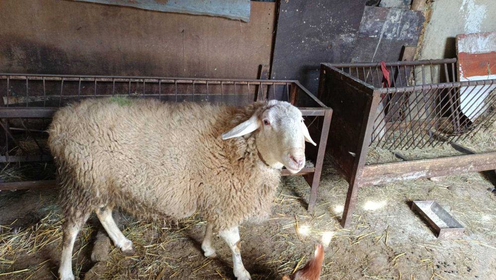 Продавам коч за байрама тежи около90 кг