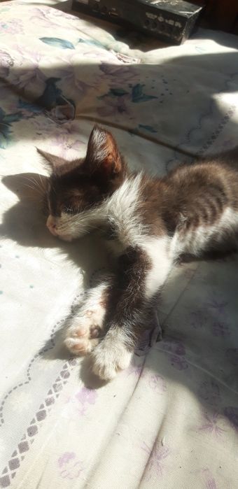 Отдадим котят 3 ед.