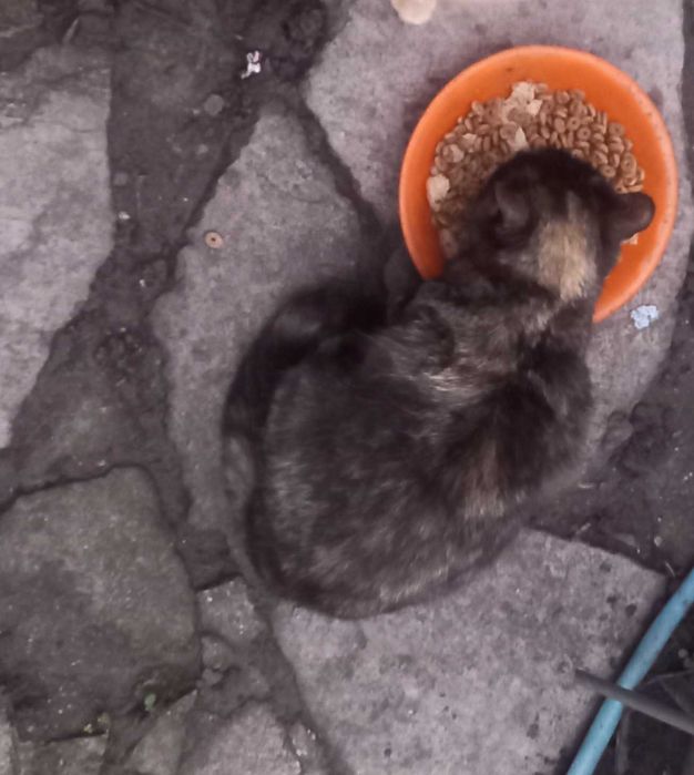 Котки подаряват се