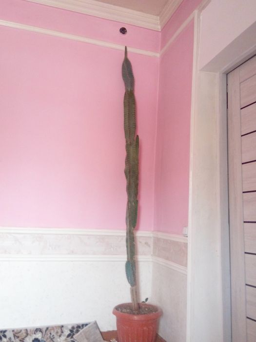 Kaktus  10 yillik  tarixga ega