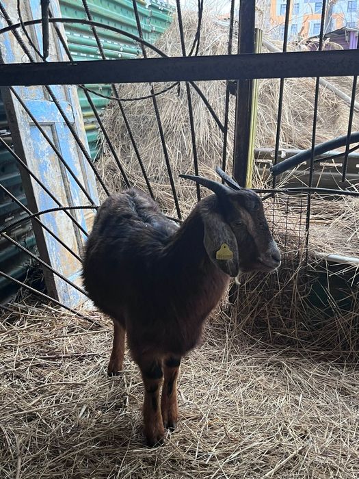 Сельскохозяйственные животные