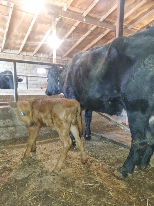 Продам корову 4 оттел