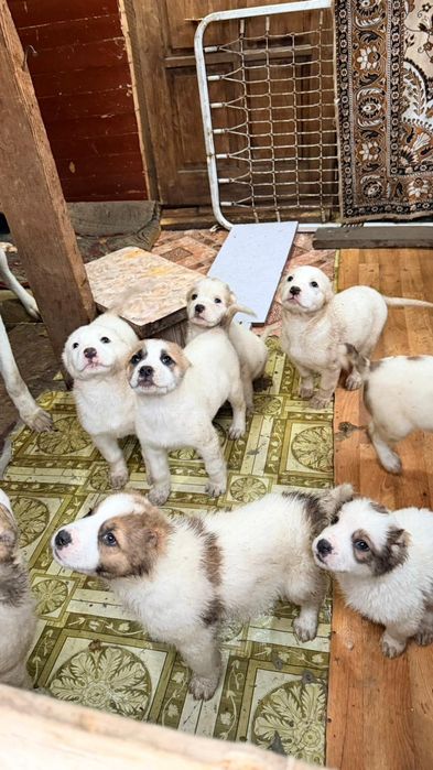 Продам щенят алабай и овчарка