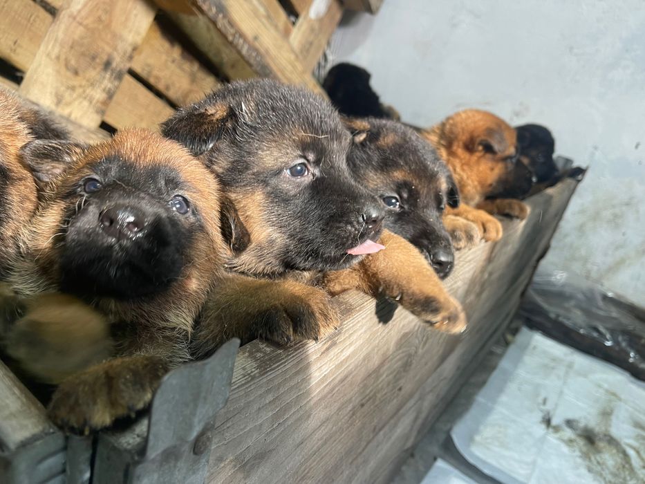 Бронь на щенеков немецкой овчарки