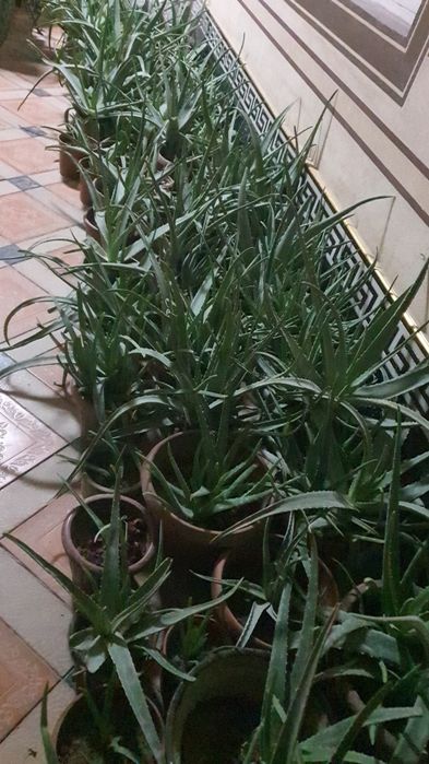 Алоэ оптом алой aloy