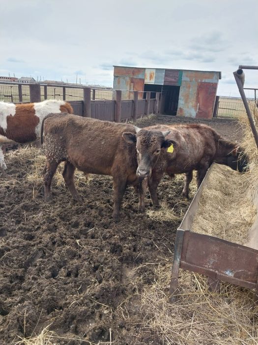 Продам КРС (4 быка)