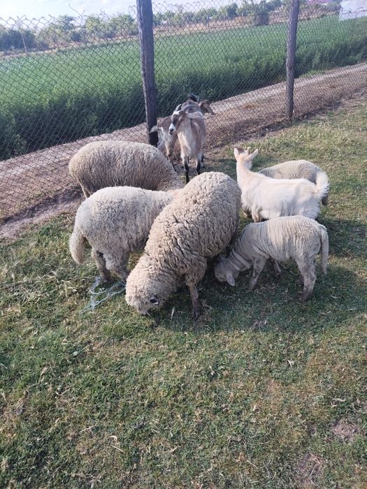 De vânzare oi și capre!