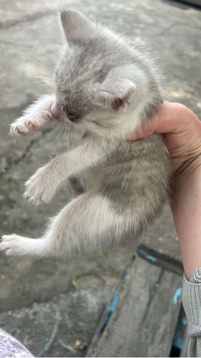 Котенок окрас белый и дым