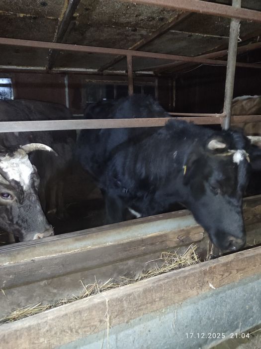 Кашарлар  сатылады!Продаются  телки!