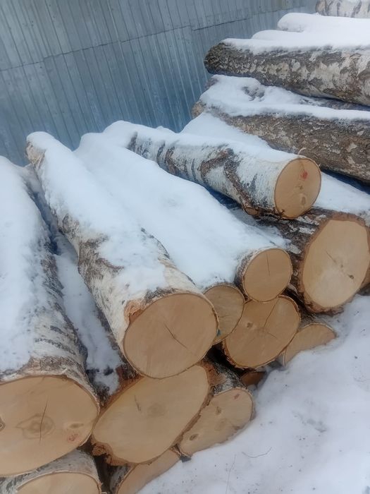 Береза кругляк продам