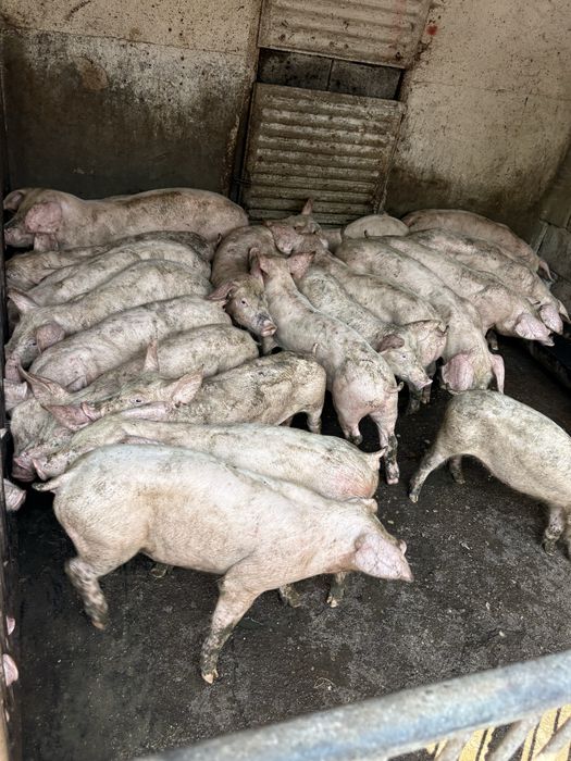 Продаваме прасета малки големи