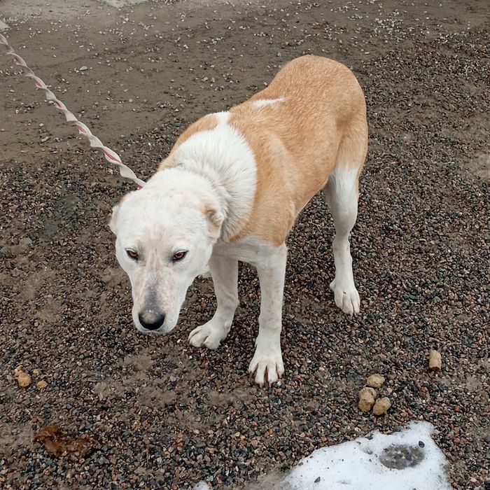 Төбет ит сатылады