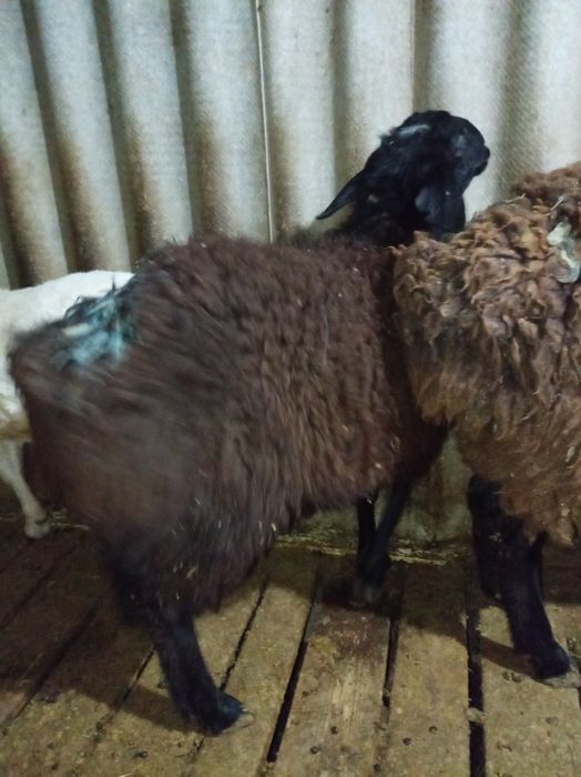 Семіз тоқтылар сатылады