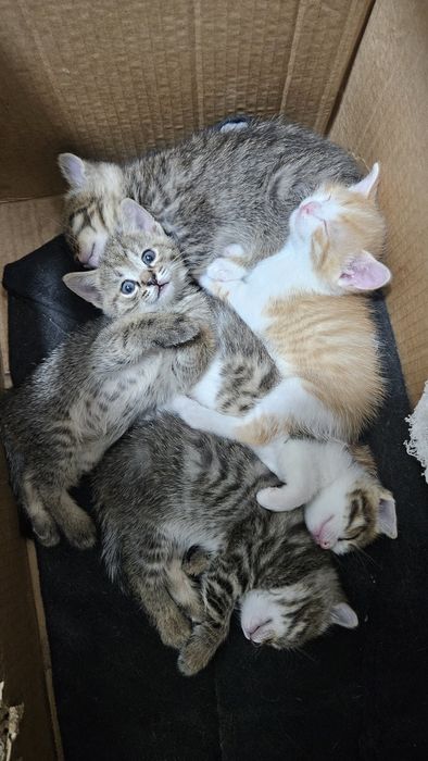 Котята ищут хозяев