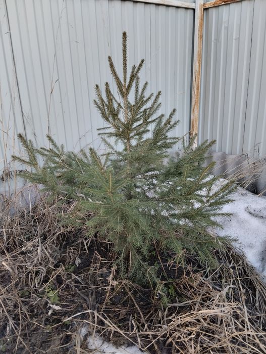 Продам саженцы ели