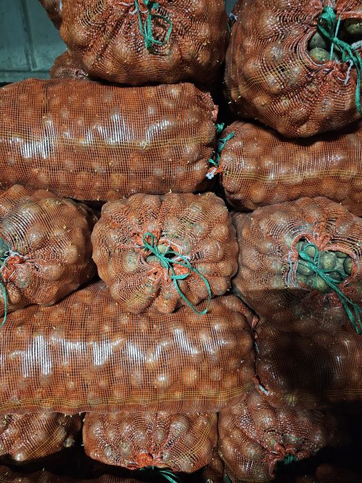 Продам Картофель семенной!