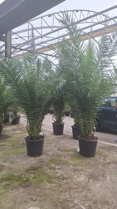 Bananier, Camelia,arțar japonez ,palmieri ,Fenixx