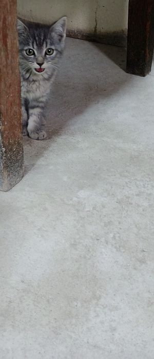 Котенок даром в добрые руки