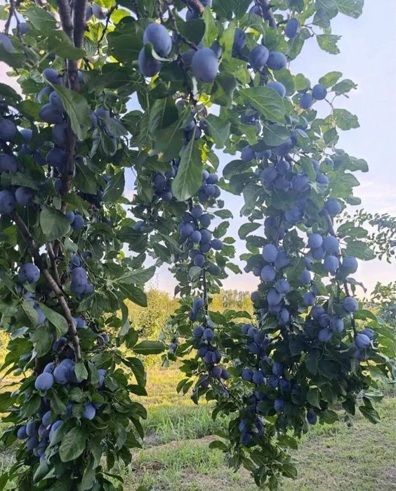 Vând prune de țuică stanley, direct din livadă proprie,