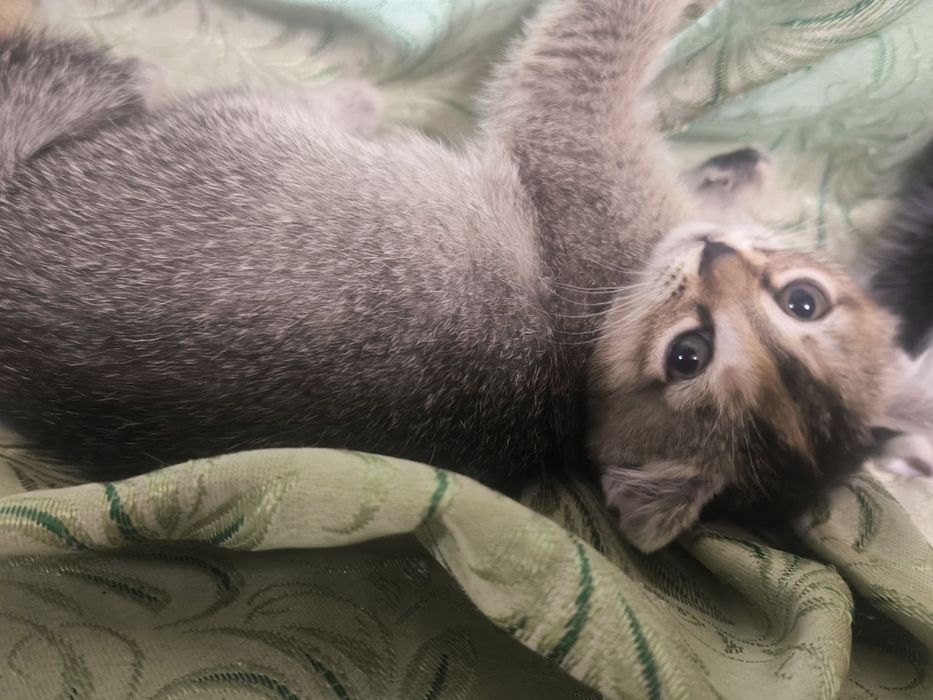 Вислоухие котята