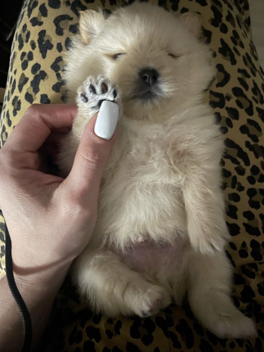 Малыши шпица в резерв