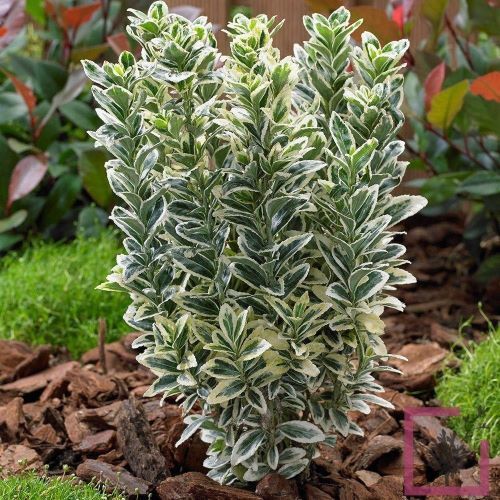 Euonymus La Ghiveci