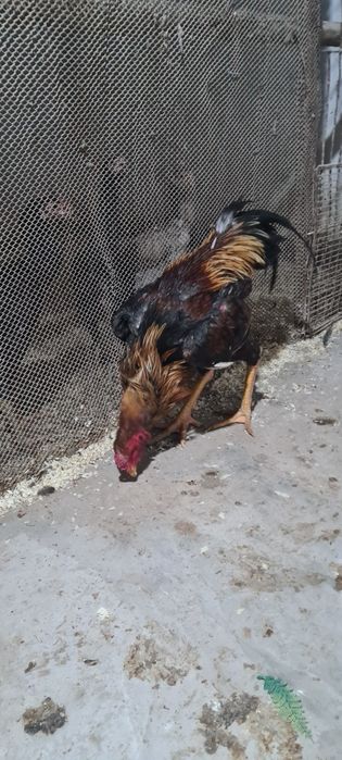 Зотдор хуроз сотилади