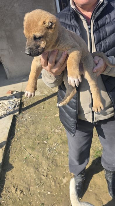 Щенки Алабай чистокровный