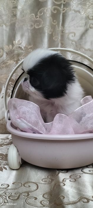 Щенки японского хина