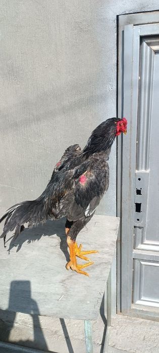 Кореец шоже сатылады