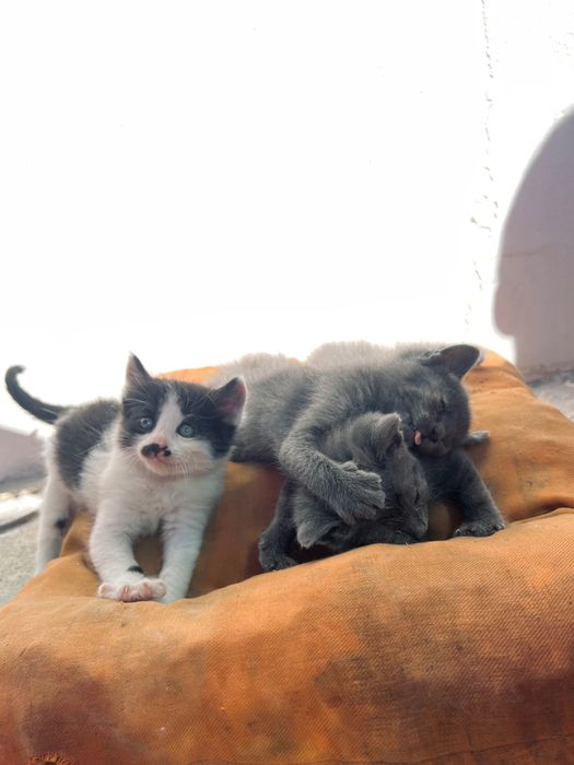 Подарявам котета
