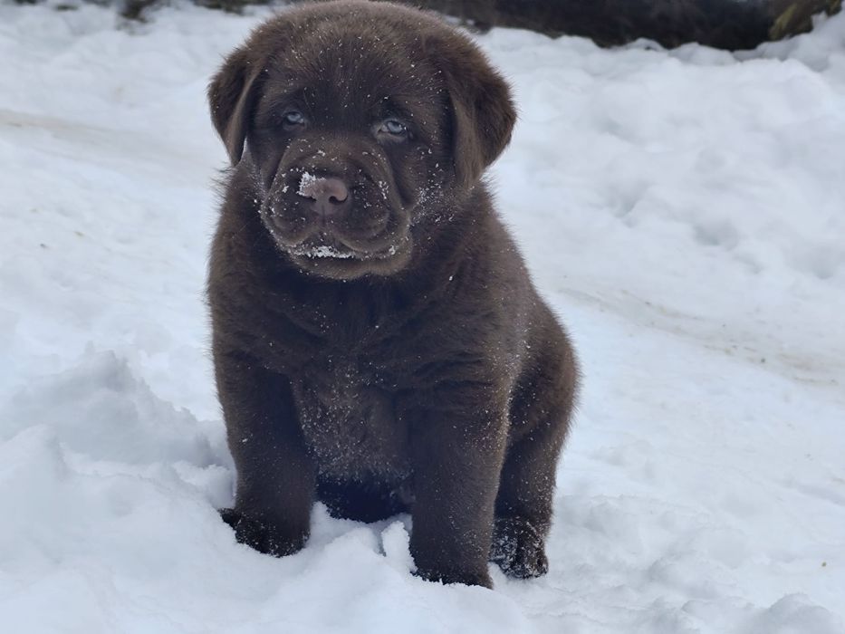 Pui labrador  cu pedigree