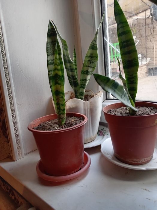 Для дома и сада,