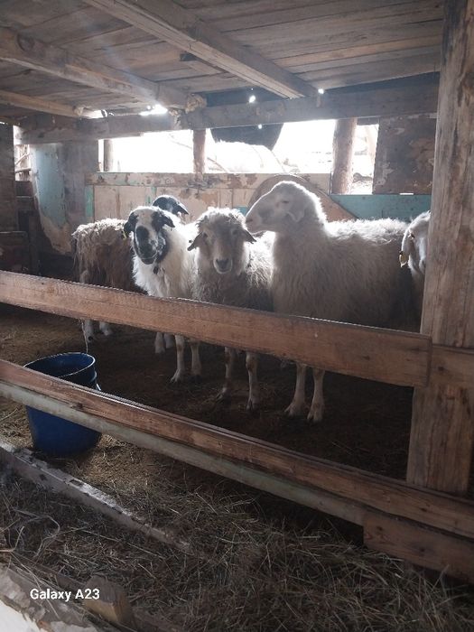 Продам упитанных баран