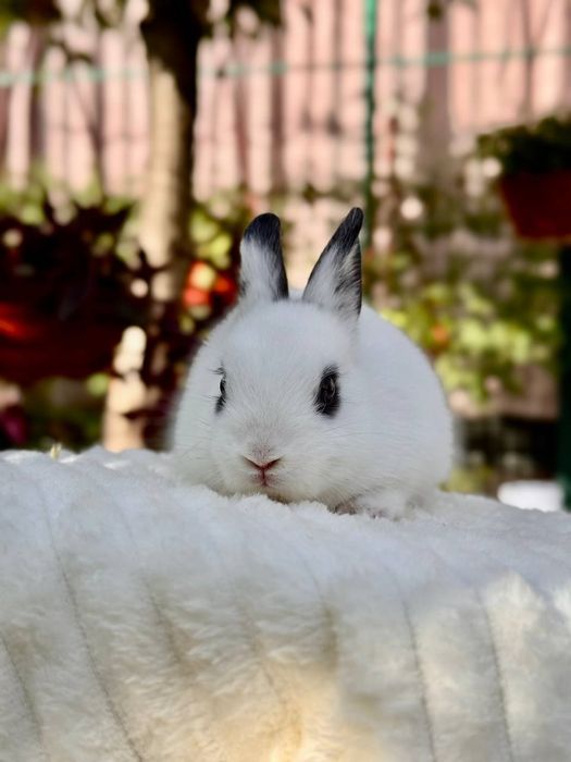 Dekorativ quyon bolalari sotiladi,Karlik baran mini quyonlar