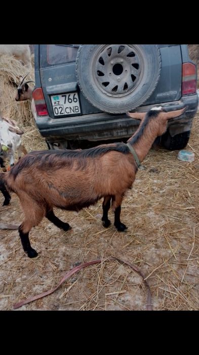Коза  чешская.с козлятами.