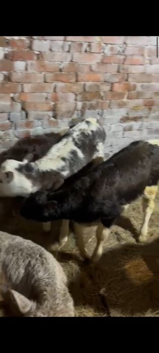 Телята бычки и телочки