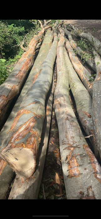 Lemne de foc uscate sau verzi !!!